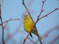 green finch 3.jpg