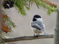 25blkcppdchickadee032603.jpg