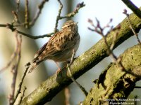 woodlark7754lw.jpg