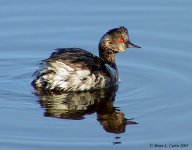 eared grebe 131-3200_img_3-31-03.jpg