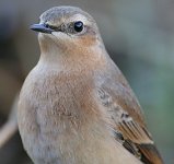 Wheatear1.jpg