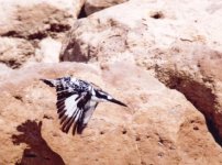 pied-kingfisher.jpg