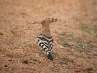 Dscn7134HoopoeLaManchaWetlands021203.jpg