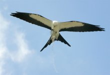 swallow tailed kite1.jpg