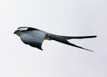 swallow tailed kite4.jpg