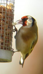 Copy of goldfinch3 b.jpg