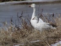 Ross's Goose with SN GO.jpg