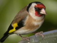 goldfinch april comp entry.jpg