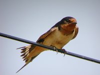 020608 barn swallow 0290.jpg