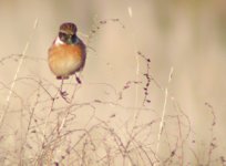 stonechat.jpg