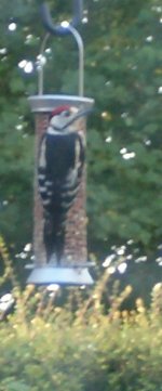Greater Spotted Woodpecker juv.jpg
