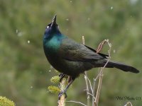 640x480commongrackleml032903.jpg