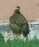 unknown.JPG