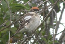 Woodchat_20_5_06_1.JPG