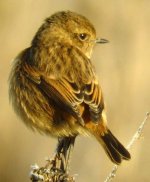 stonechat 1.jpg