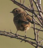 stonechat 2.jpg