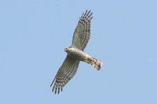 sparrowhawk040506a.jpg