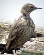 rock pipit giles quay aug 06.jpg