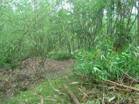 cleaning up of bamboo in breeding season.JPG