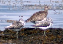 whimbrel carlingford lough july 06.jpg