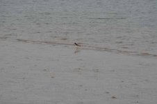 oystercatcher.jpg