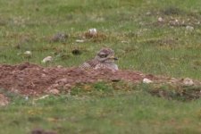 stonecurlew040606a.jpg