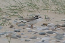 ringed plover.jpg