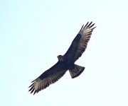 Buteo-buteo-rothschildi2.jpg