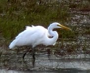 Egretta-alba.jpg