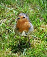 Erithacus-rubecula.jpg