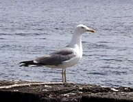 Larus-cachinnans-atlantis2.jpg