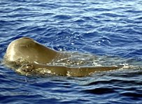 Sperm-Whales.jpg