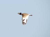 Little-Bustard-in-flight-(w.jpg