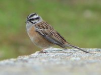 Rock-Bunting-(web).jpg