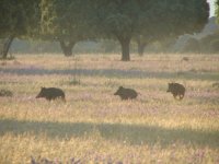 Wild-Boar-(web).jpg