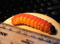 rsz_1larva_002.jpg