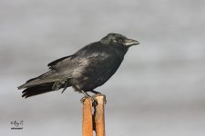 carrion crow1a.jpg