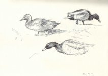 Mallards-doodles.jpg