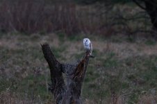 barn owl new 4.jpg