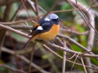 DSCN3259 D Redstart, Pui O.jpg