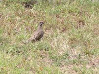 squatter pigeon granite gorge 3 4 13 (13).JPG