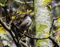 726blackcap.jpg