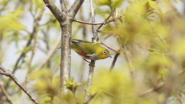 Chestnut-flanked White-eye.jpg