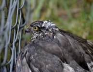 Sparrowhawk-_AWG6770-2.jpg