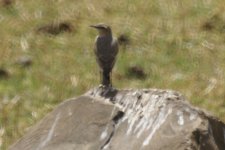 a wheatear what.jpg