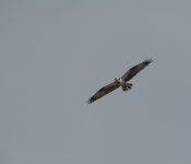 osprey3.jpg