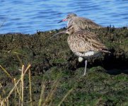 729whimbrel.jpg