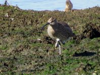 733whimbrelleg.jpg