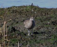 734whimbrel.jpg