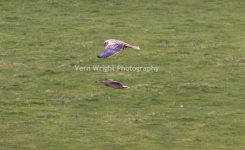 marsh harrier3.jpg